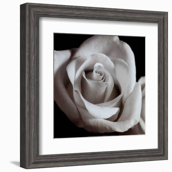 Open Rose-null-Framed Art Print