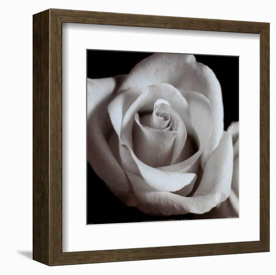 Open Rose--Framed Art Print