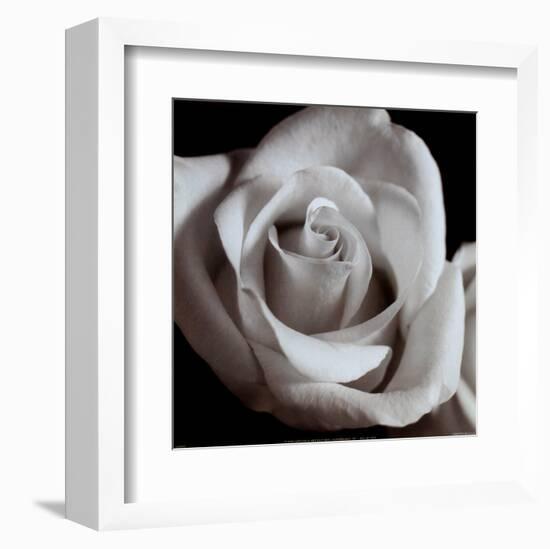 Open Rose--Framed Art Print