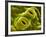 Open Stomata, SEM-Dr^ Jeremy-Framed Photographic Print