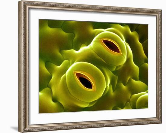 Open Stomata, SEM-Dr^ Jeremy-Framed Photographic Print