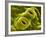 Open Stomata, SEM-Dr^ Jeremy-Framed Photographic Print