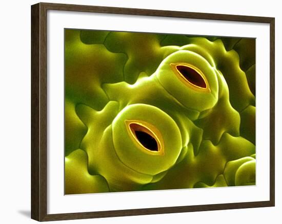 Open Stomata, SEM-Dr^ Jeremy-Framed Photographic Print