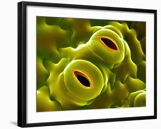 Open Stomata, SEM-Dr^ Jeremy-Framed Photographic Print