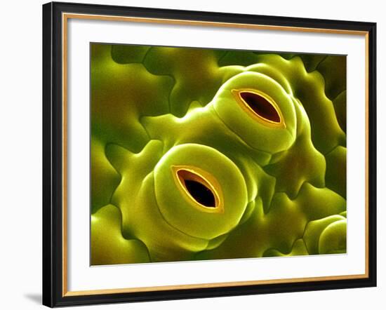 Open Stomata, SEM-Dr^ Jeremy-Framed Photographic Print