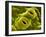 Open Stomata, SEM-Dr^ Jeremy-Framed Photographic Print