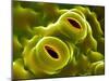 Open Stomata, SEM-Dr^ Jeremy-Mounted Photographic Print