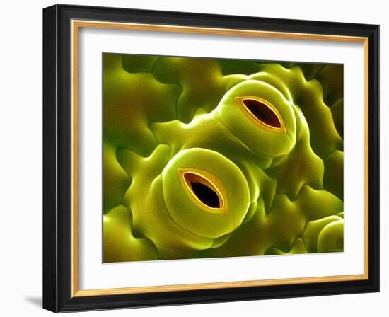 Open Stomata, SEM-Dr^ Jeremy-Framed Photographic Print