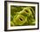 Open Stomata, SEM-Dr^ Jeremy-Framed Photographic Print