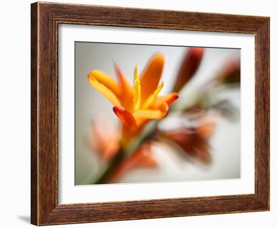 Open Sunshine I-Jonathan Nourock-Framed Photographic Print