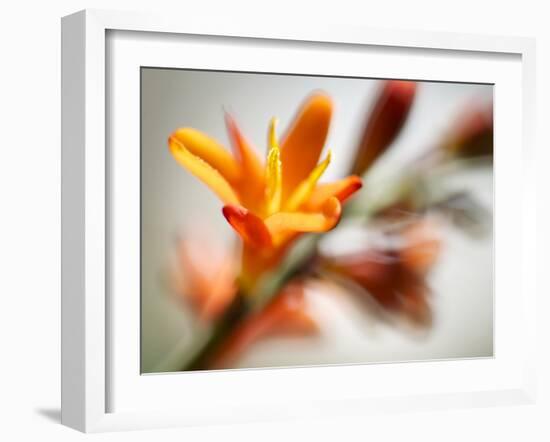 Open Sunshine I-Jonathan Nourock-Framed Photographic Print