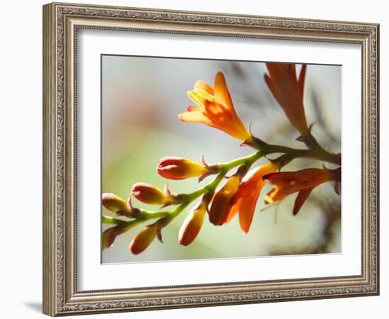 Open Sunshine II-Jonathan Nourock-Framed Photographic Print