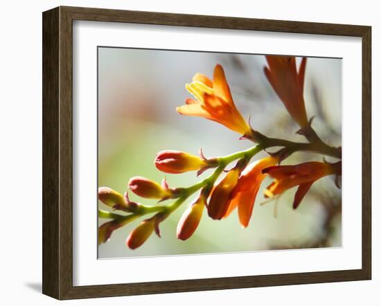 Open Sunshine II-Jonathan Nourock-Framed Photographic Print