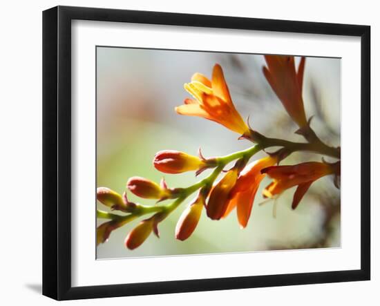 Open Sunshine II-Jonathan Nourock-Framed Photographic Print