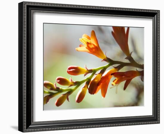 Open Sunshine II-Jonathan Nourock-Framed Photographic Print