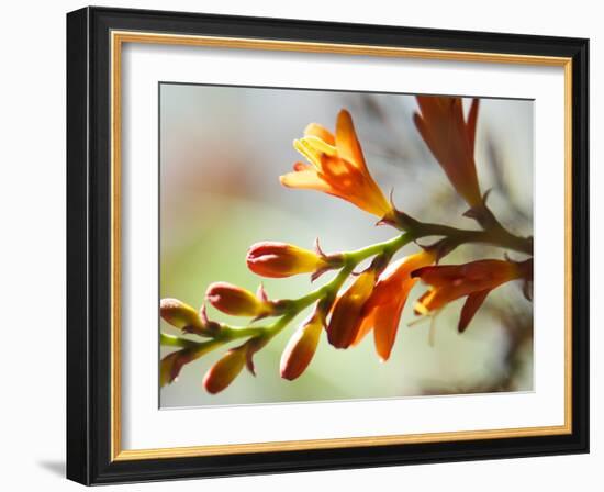 Open Sunshine II-Jonathan Nourock-Framed Photographic Print