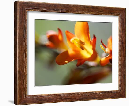 Open Sunshine III-Jonathan Nourock-Framed Photographic Print