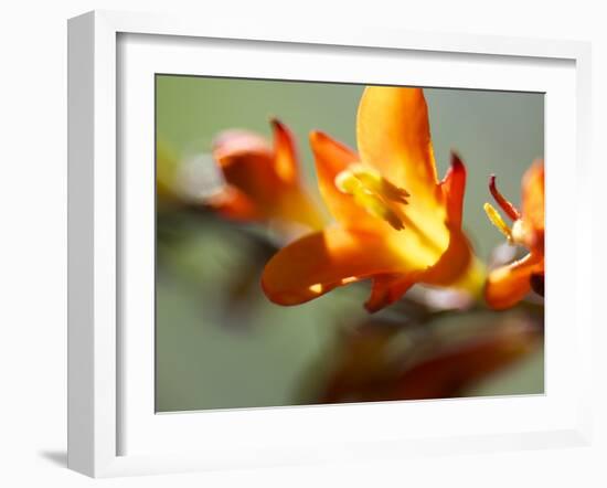 Open Sunshine III-Jonathan Nourock-Framed Photographic Print