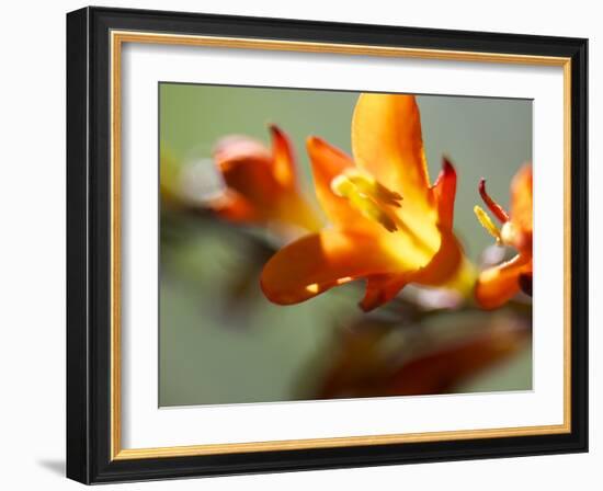 Open Sunshine III-Jonathan Nourock-Framed Photographic Print