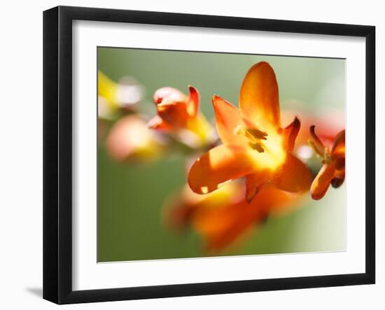 Open Sunshine IV-Jonathan Nourock-Framed Photographic Print