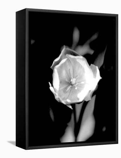 Open Tulip-Jeff Pica-Framed Premier Image Canvas