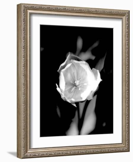 Open Tulip-Jeff Pica-Framed Photographic Print