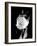 Open Tulip-Jeff Pica-Framed Photographic Print