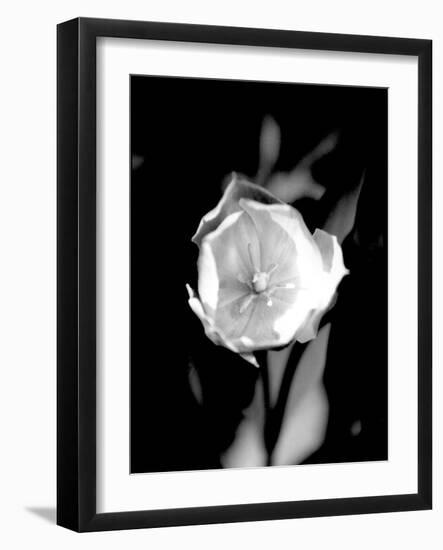 Open Tulip-Jeff Pica-Framed Photographic Print