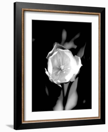 Open Tulip-Jeff Pica-Framed Photographic Print