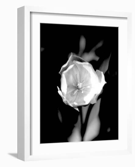 Open Tulip-Jeff Pica-Framed Photographic Print