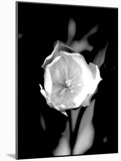 Open Tulip-Jeff Pica-Mounted Photographic Print