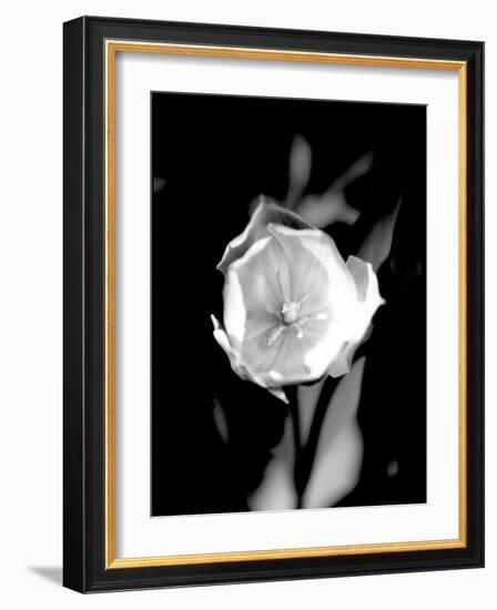 Open Tulip-Jeff Pica-Framed Photographic Print