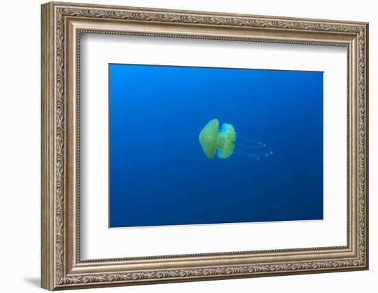 Open water jellyfish, San Diego, California, USA-Stuart Westmorland-Framed Photographic Print