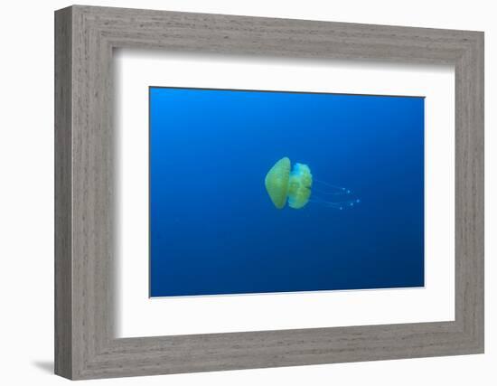 Open water jellyfish, San Diego, California, USA-Stuart Westmorland-Framed Photographic Print