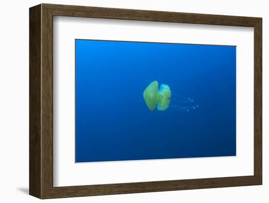 Open water jellyfish, San Diego, California, USA-Stuart Westmorland-Framed Photographic Print