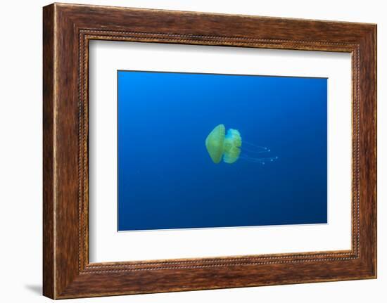 Open water jellyfish, San Diego, California, USA-Stuart Westmorland-Framed Photographic Print