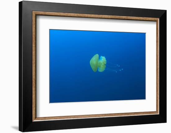 Open water jellyfish, San Diego, California, USA-Stuart Westmorland-Framed Photographic Print