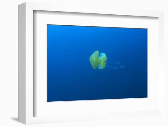 Open water jellyfish, San Diego, California, USA-Stuart Westmorland-Framed Photographic Print