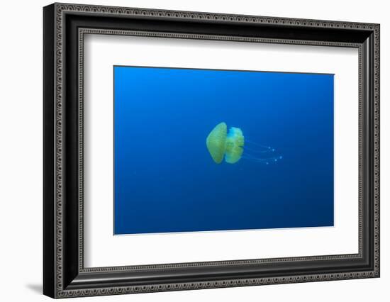 Open water jellyfish, San Diego, California, USA-Stuart Westmorland-Framed Photographic Print