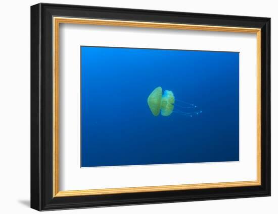 Open water jellyfish, San Diego, California, USA-Stuart Westmorland-Framed Photographic Print