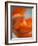 Opened Orange Tulip-Katano Nicole-Framed Photo