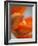 Opened Orange Tulip-Katano Nicole-Framed Photo