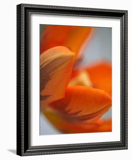 Opened Orange Tulip-Katano Nicole-Framed Photo