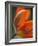 Opened Orange Tulip-Katano Nicole-Framed Photo