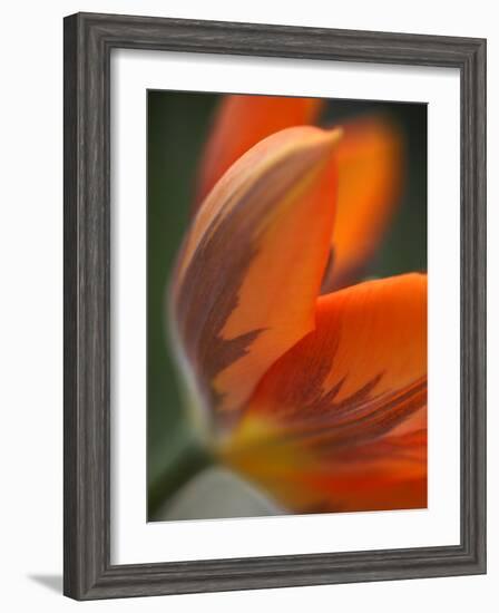 Opened Orange Tulip-Katano Nicole-Framed Photo