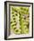 Opened Pea Pods-null-Framed Photographic Print