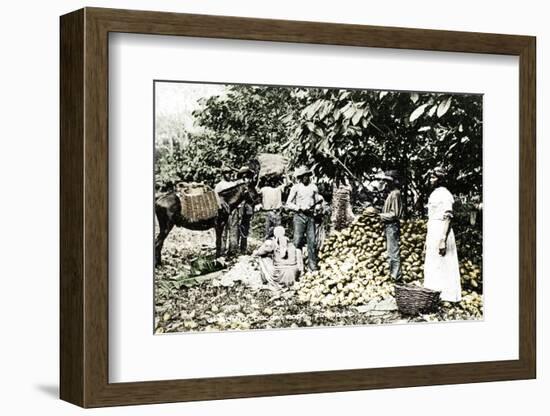 Opening cocoa pods, Trinidad, Trinidad and Tobago, c1900s-Strong-Framed Photographic Print