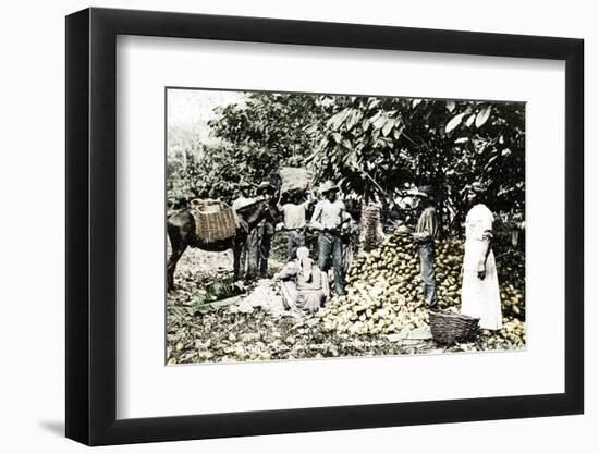 Opening cocoa pods, Trinidad, Trinidad and Tobago, c1900s-Strong-Framed Photographic Print