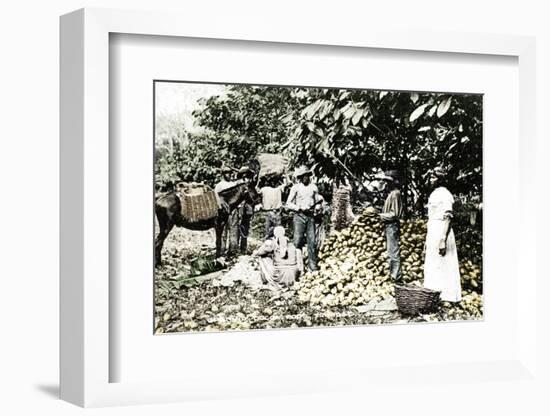 Opening cocoa pods, Trinidad, Trinidad and Tobago, c1900s-Strong-Framed Photographic Print