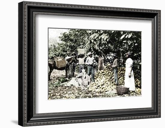 Opening cocoa pods, Trinidad, Trinidad and Tobago, c1900s-Strong-Framed Photographic Print